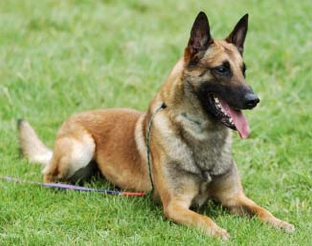 Características da raça Pastor Belga Malinois