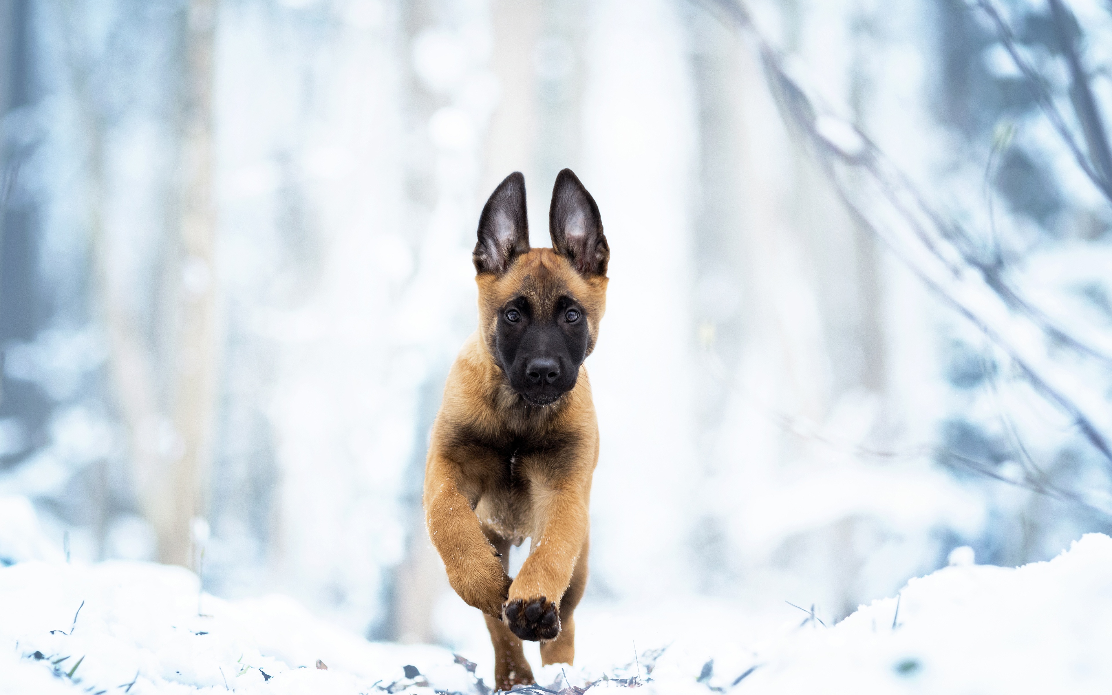 Dogs_Belgian_Malinois_Run_Puppy_Shepherd_556808_3840x2400