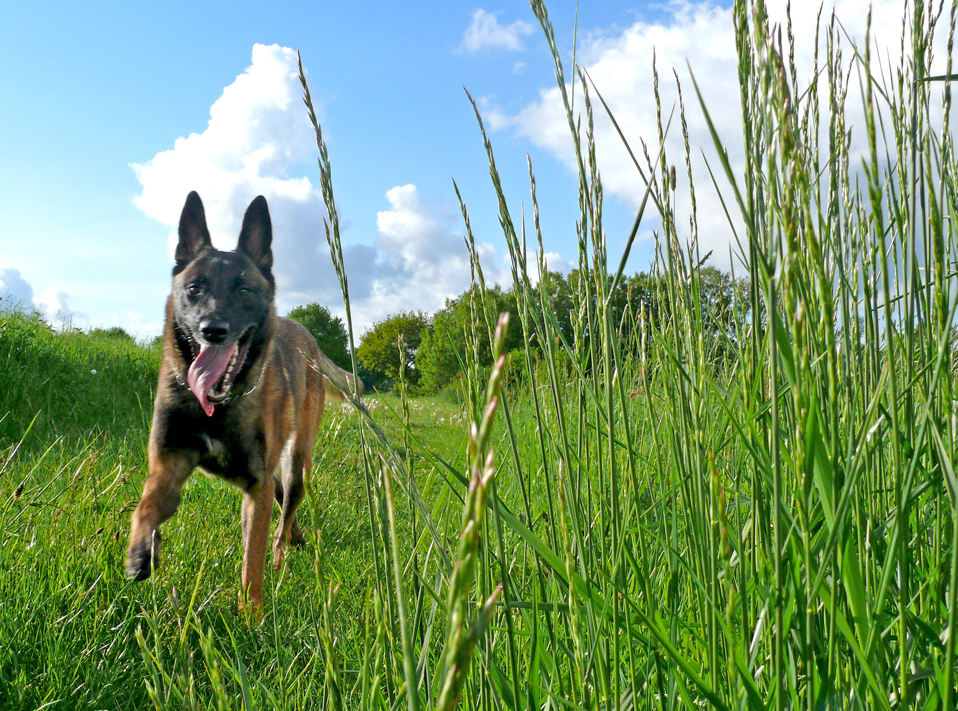 pastor-malinois