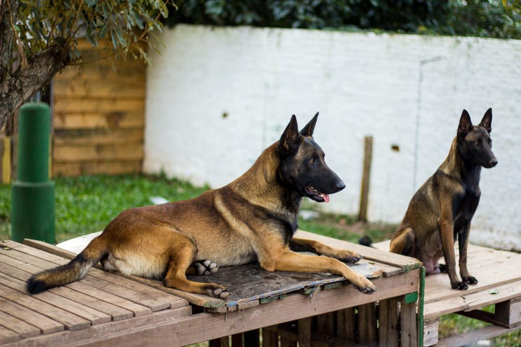 pastor-belga-malinois-7