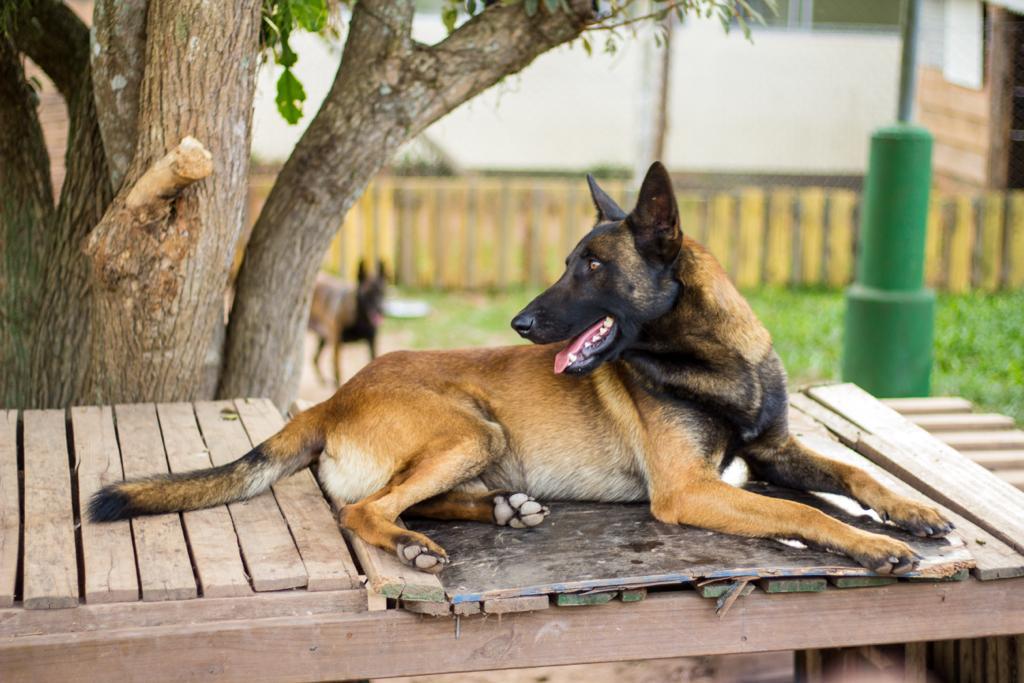 pastor-belga-malinois-8