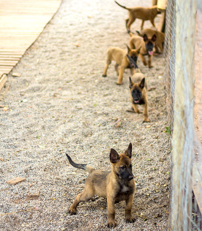 malinois-vert-2