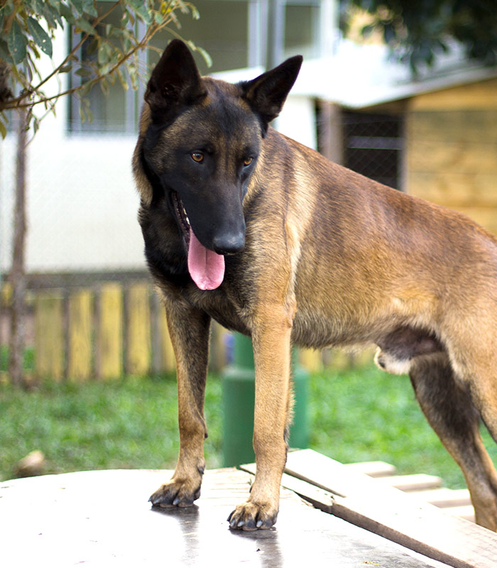 malinois-vert-3