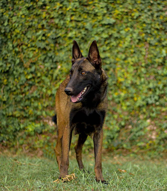 malinois-vert-8